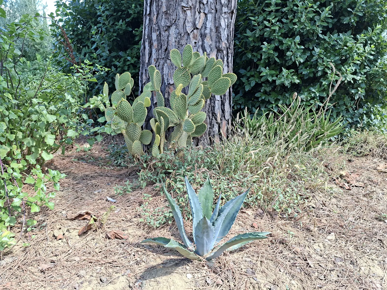 Century Plant, Maguey (Agave Americana) — this low-maintenance and drought-tolerant Agave makes an impressive focal point
