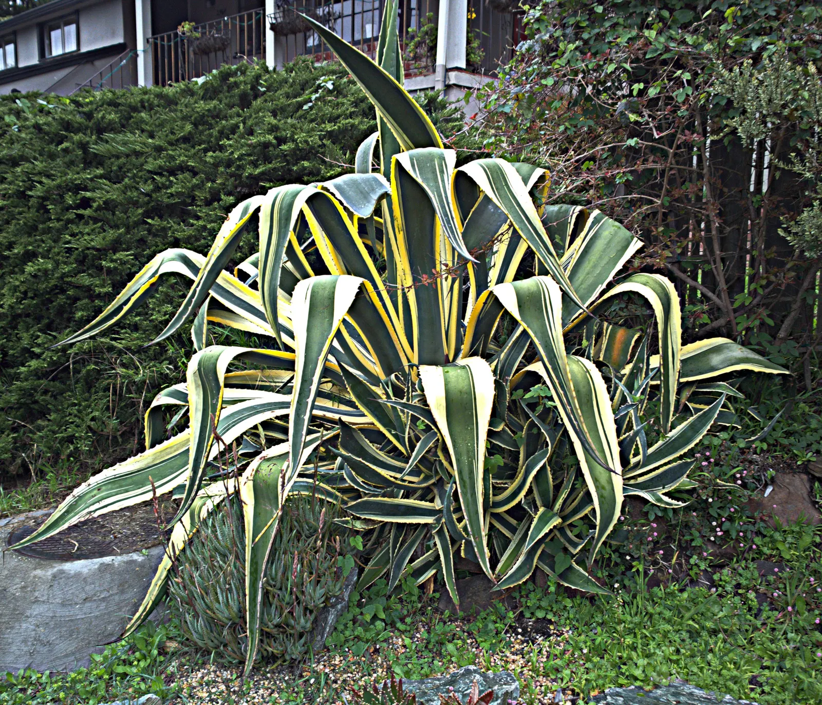 Century Plant, Maguey (Agave Americana) — but not before producing several offshoots around its base