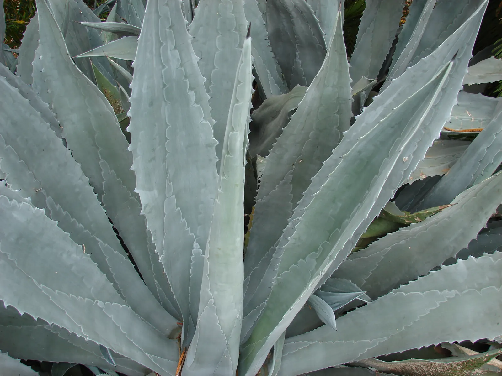 Century Plant, Maguey (Agave Americana) — yellow flowers in the garden; perfect for xeriscaping, it thrives in well-draining soil and full sun, image 61