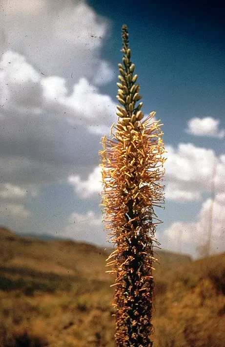 Century Plant, Maguey (Agave Americana) — Native to Mexico and the southwestern United States; the spectacular flower stalk soars quickly, often, image 92