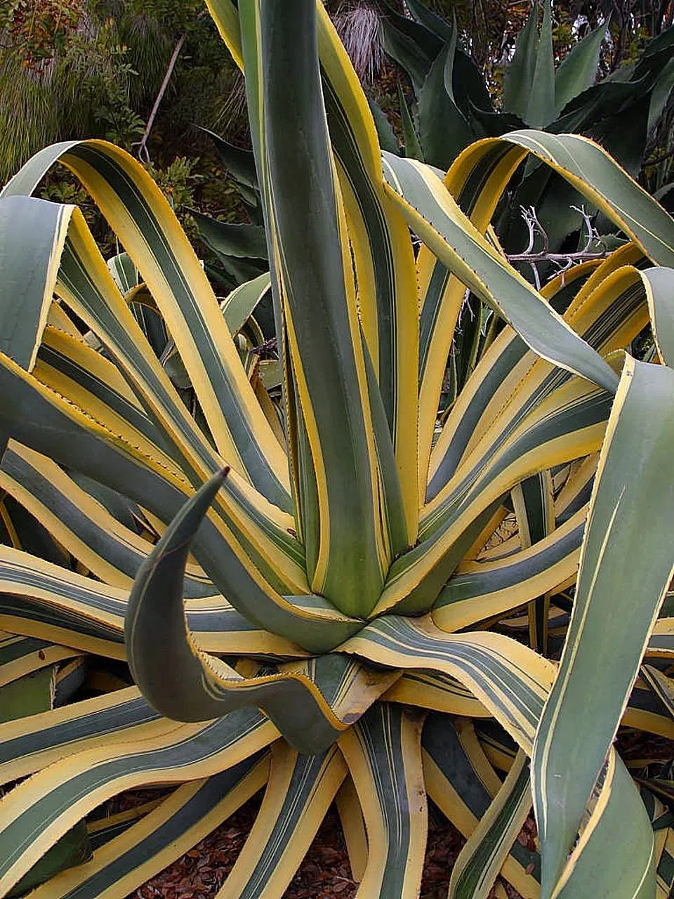 Century Plant, Maguey (Agave Americana) — Given ample space to accommodate its spread; being mindful of pedestrian traffic due to its sharp leaf, image 57