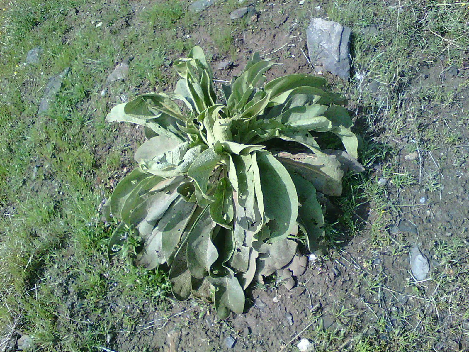 Century Plant, Maguey (Agave Americana) — striking rosette of fleshy spiny-edged leaves; being mindful of pedestrian traffic due to its sharp leaf, image 93