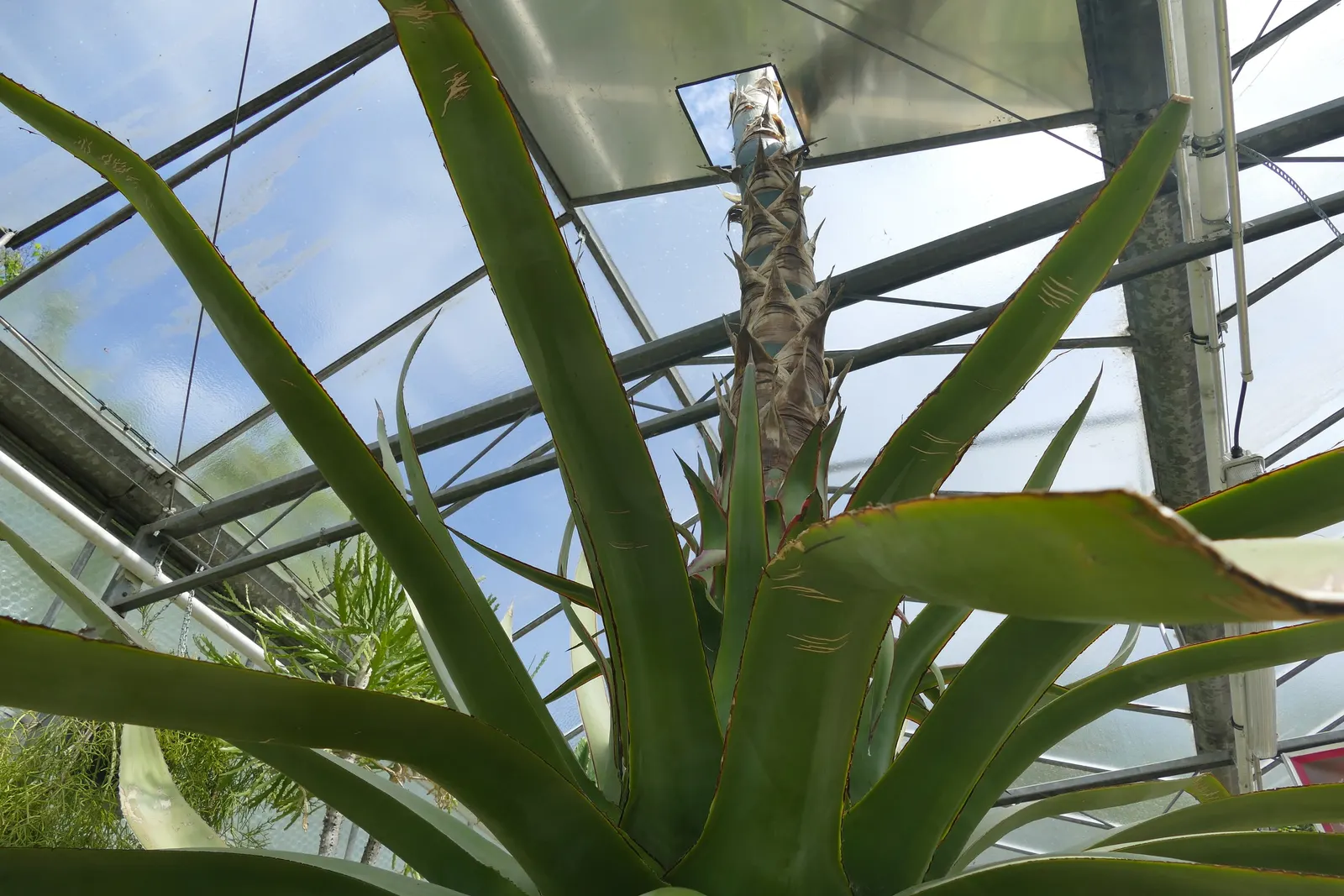 Century Plant, Maguey (Agave Americana) — Its iconic flower spike, soaring to 15-30 ft once in its 10-30-year lifespan, captivates any landscape; being mindful