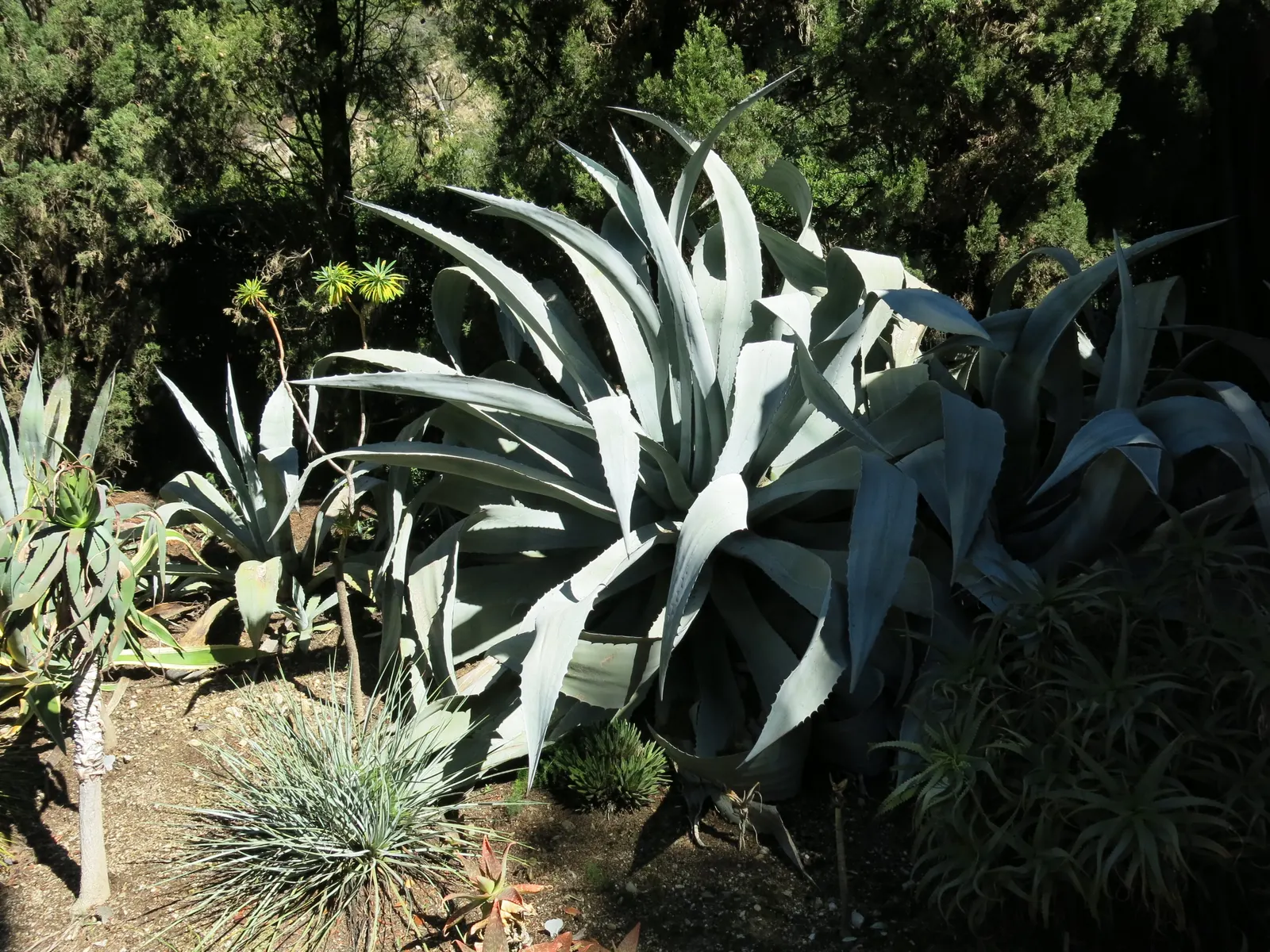 Century Plant, Maguey (Agave Americana) — the plant will gradually die; being mindful of pedestrian traffic due to its sharp leaf tips, image 75