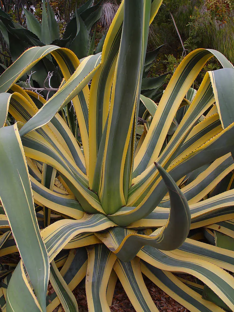 Century Plant, Maguey (Agave Americana) — Native to Mexico and the southwestern United States; the spectacular flower stalk soars quickly, often, image 71