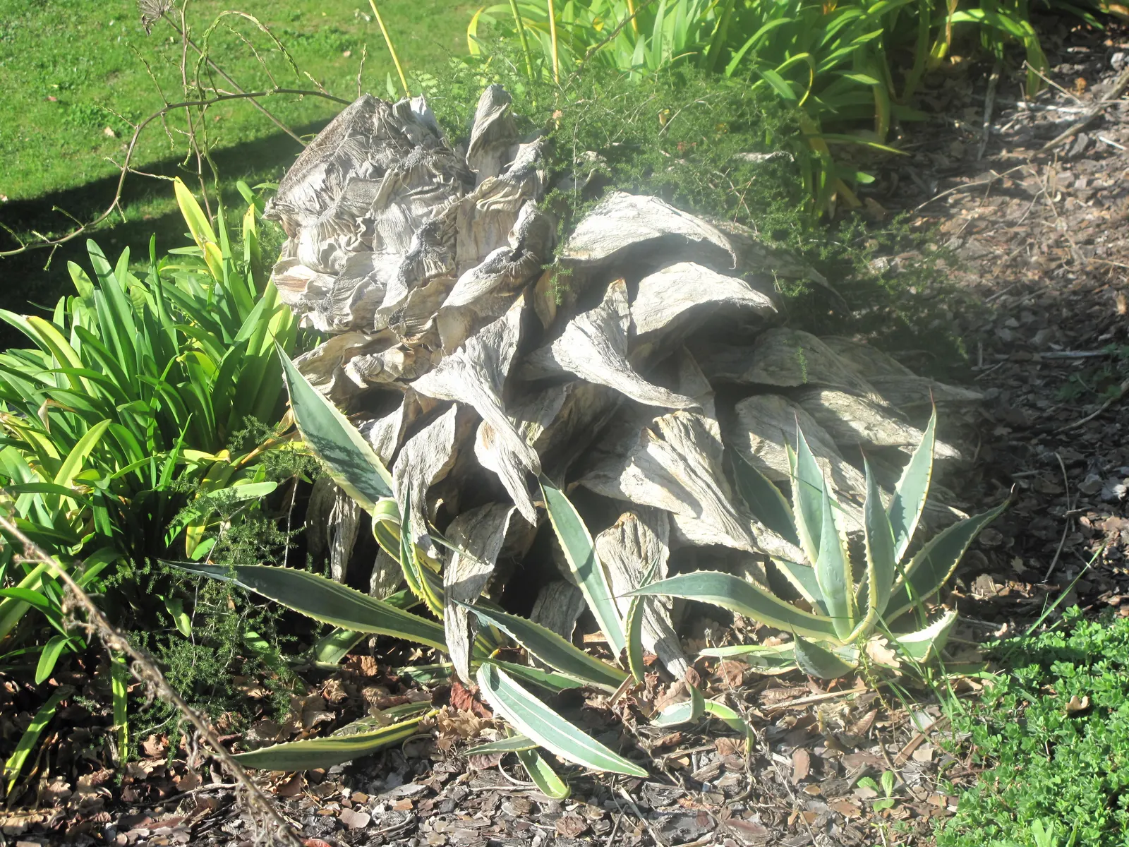 Century Plant, Maguey (Agave Americana) — Contrary to its name, it flowers once in its lifetime, typically between 10 and 30 years; perfect for, image 115