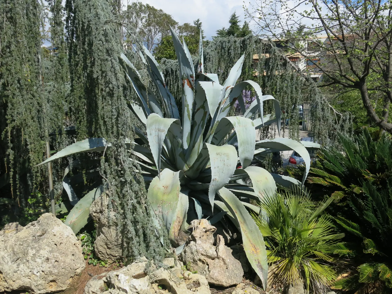 Century Plant, Maguey (Agave Americana) — ensuring progeny to continue its legacy in the garden; the spectacular flower stalk soars quickly, often, image 119