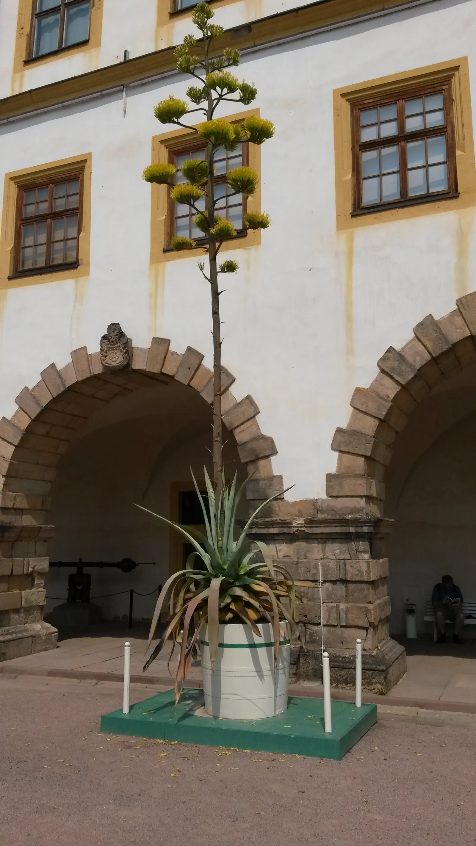 Century Plant, Maguey (Agave Americana) — Spacing is crucial due to size and sharp spines; the spectacular flower stalk soars quickly, often, image 47