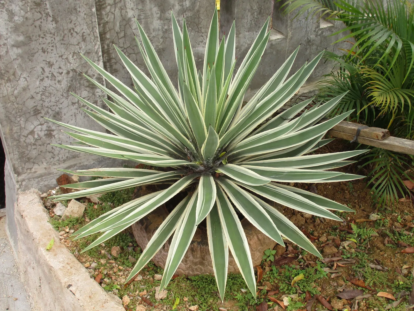 Century Plant, Maguey (Agave Americana) — commonly known as Century Plant or Maguey