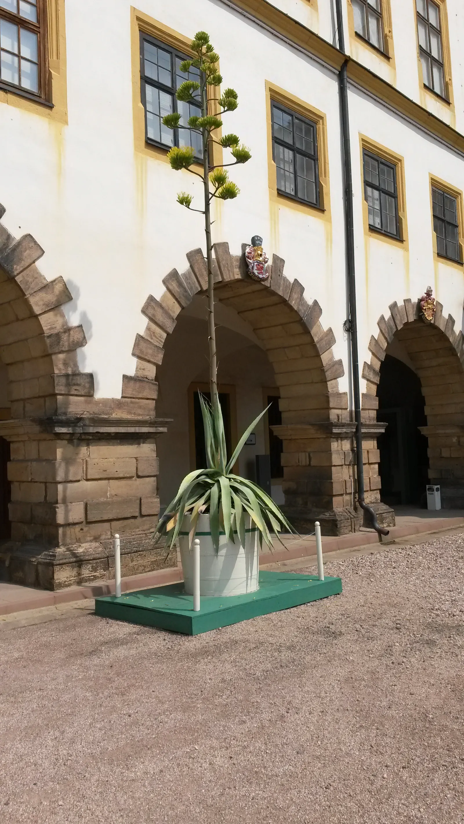Century Plant, Maguey (Agave Americana) — ensuring progeny to continue its legacy in the garden; the spectacular flower stalk soars quickly, often, image 56