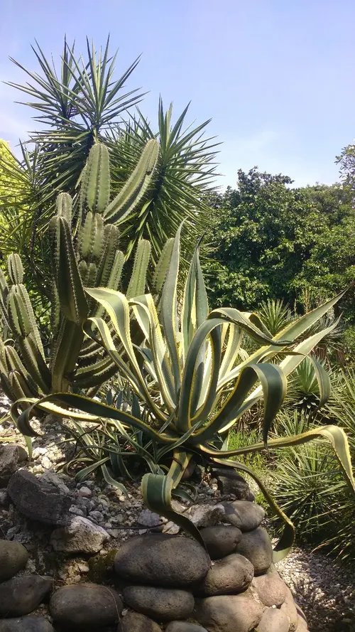 Century Plant, Maguey (Agave Americana) — is a remarkable succulent that brings an exotic flair and structural beauty to any landscape; perfect for, image 112