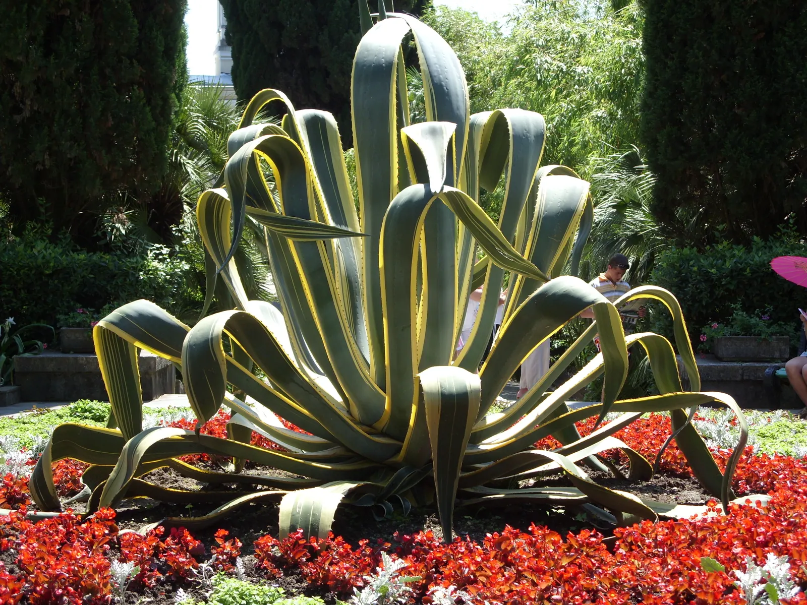 Century Plant, Maguey (Agave Americana) — Spacing is crucial due to size and sharp spines; the spectacular flower stalk soars quickly, often, image 89