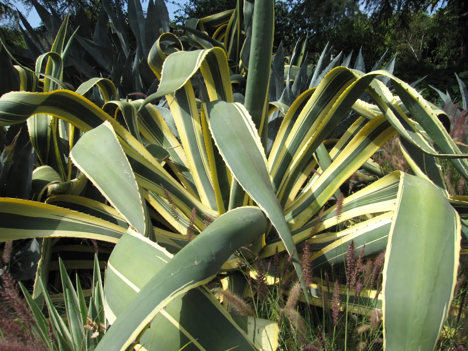 Century Plant, Maguey (Agave Americana) — Given ample space to accommodate its spread; being mindful of pedestrian traffic due to its sharp leaf, image 99