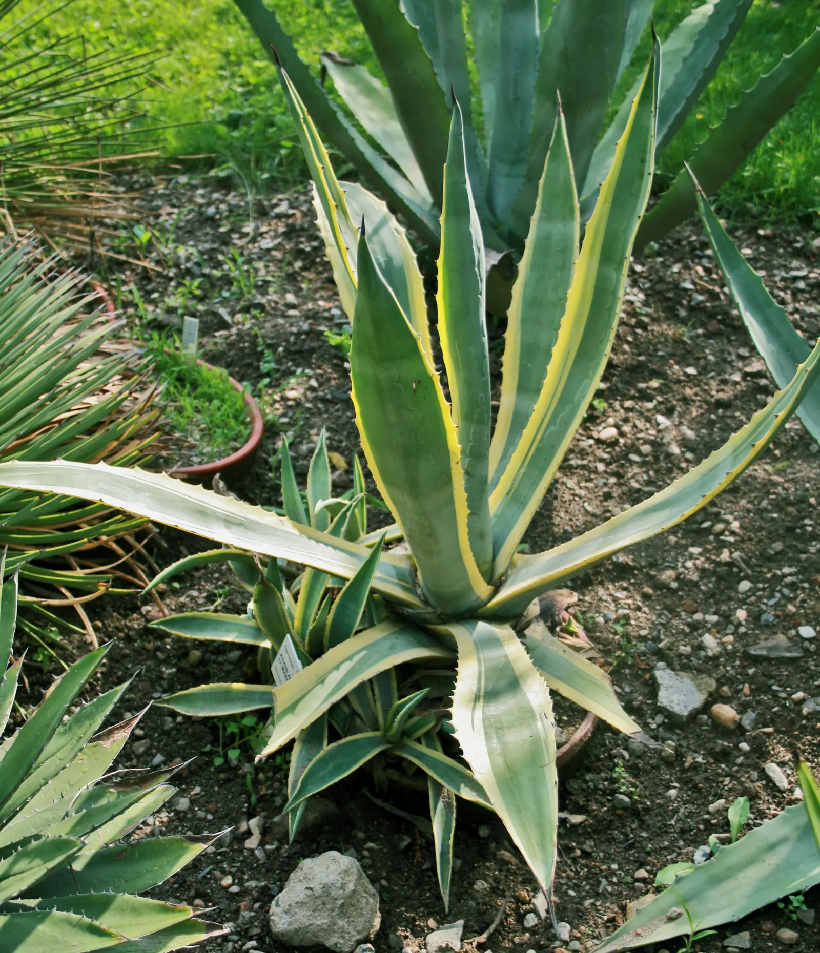 Century Plant, Maguey (Agave Americana) — is a dramatic succulent reaching sizes of 6-10 ft wide with gray to blue-green leaves; the spectacular, image 44