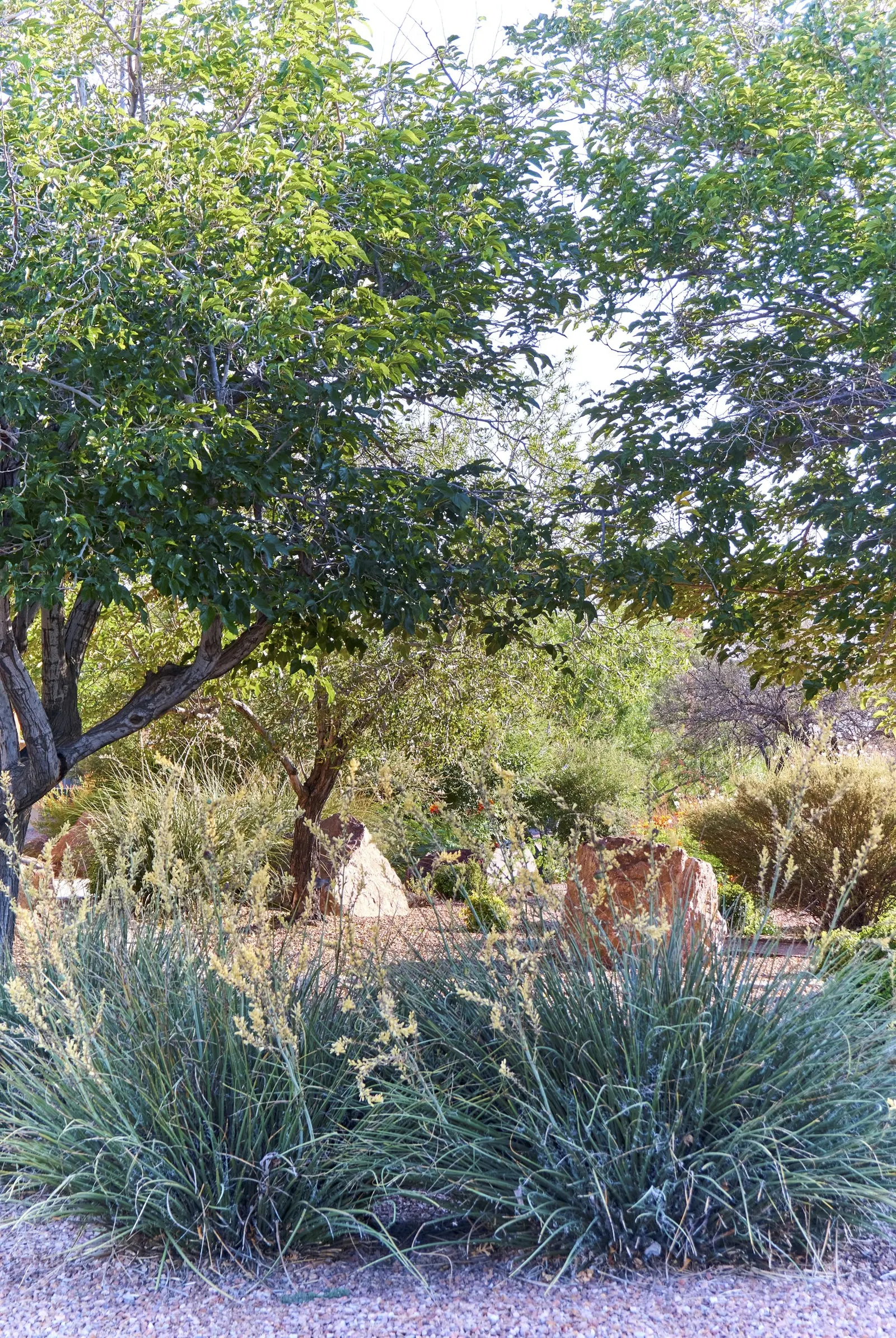 Century Plant, Maguey (Agave Americana) — striking rosette of fleshy spiny-edged leaves; being mindful of pedestrian traffic due to its sharp leaf, image 72