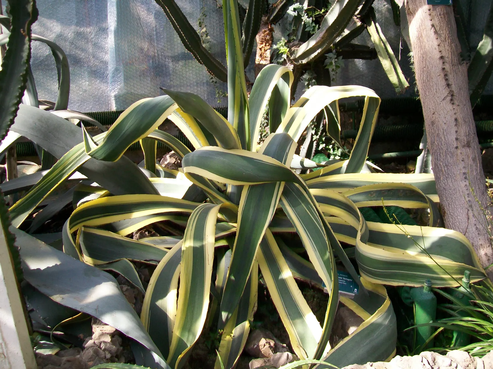 Century Plant, Maguey (Agave Americana) — Its iconic flower spike, soaring to 15-30 ft once in its 10-30-year lifespan, captivates any landscape, image 66