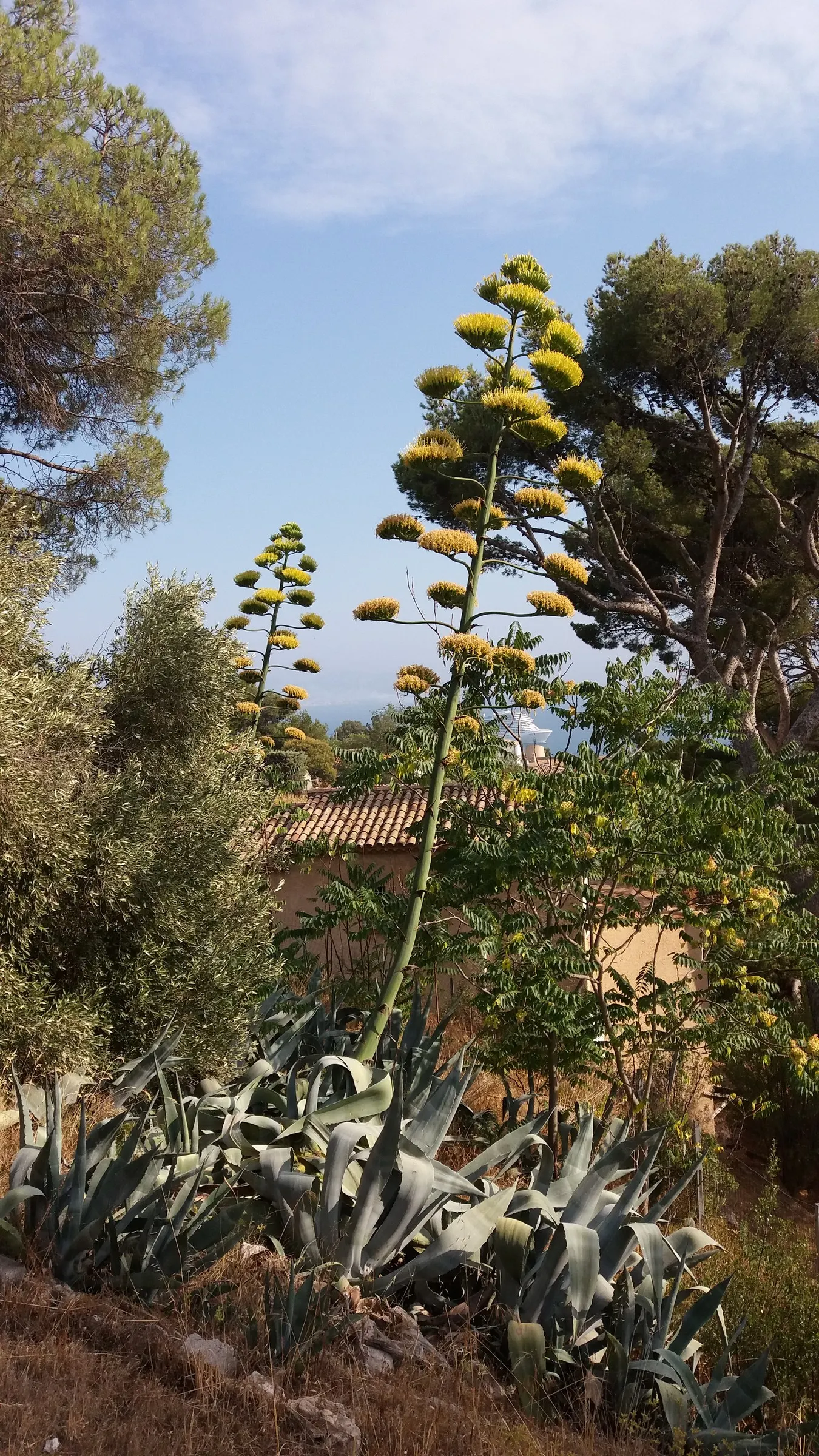 Century Plant, Maguey (Agave Americana) — ensuring progeny to continue its legacy in the garden