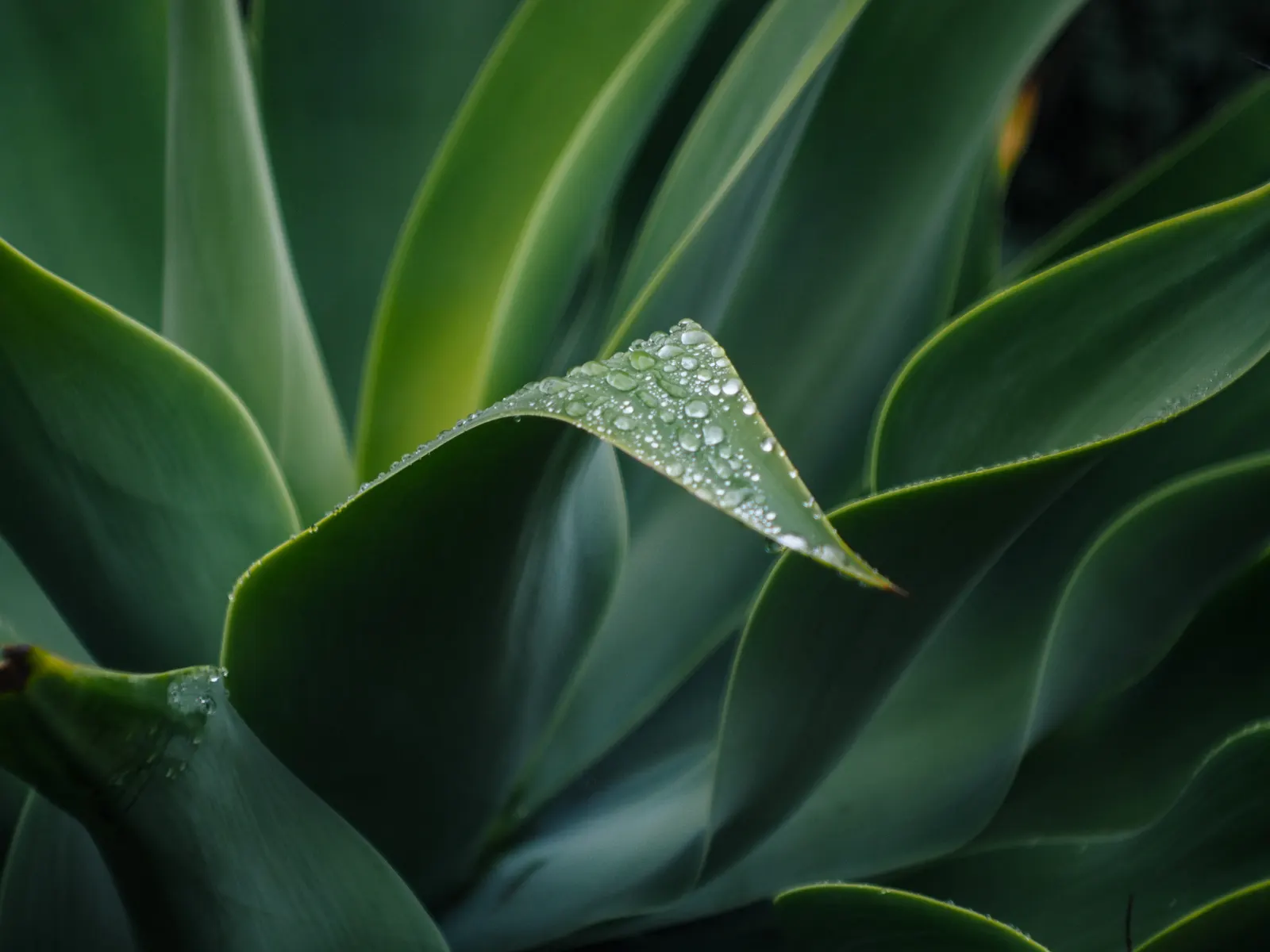 Century Plant, Maguey (Agave Americana) — yellow flowers in the garden; perfect for xeriscaping, it thrives in well-draining soil and full sun, image 124