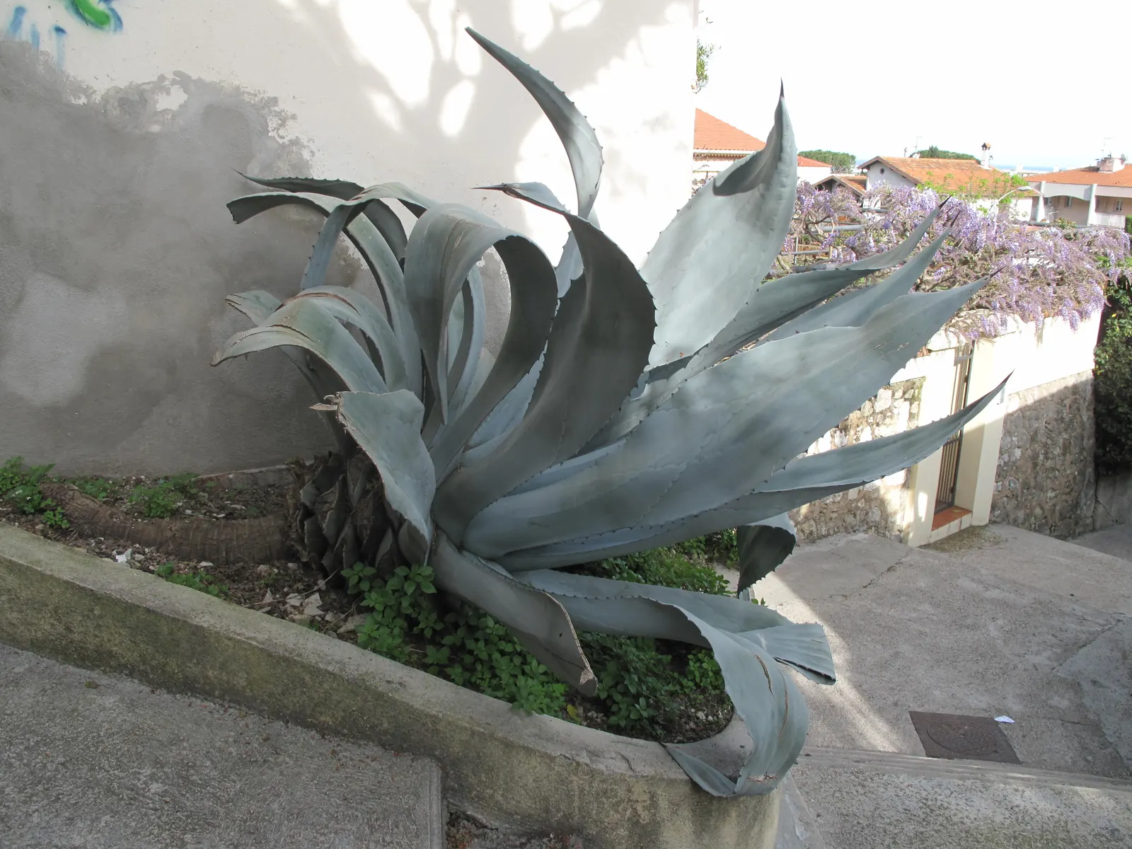 Century Plant, Maguey (Agave Americana) — yellow flowers in the garden; perfect for xeriscaping, it thrives in well-draining soil and full sun, image 103