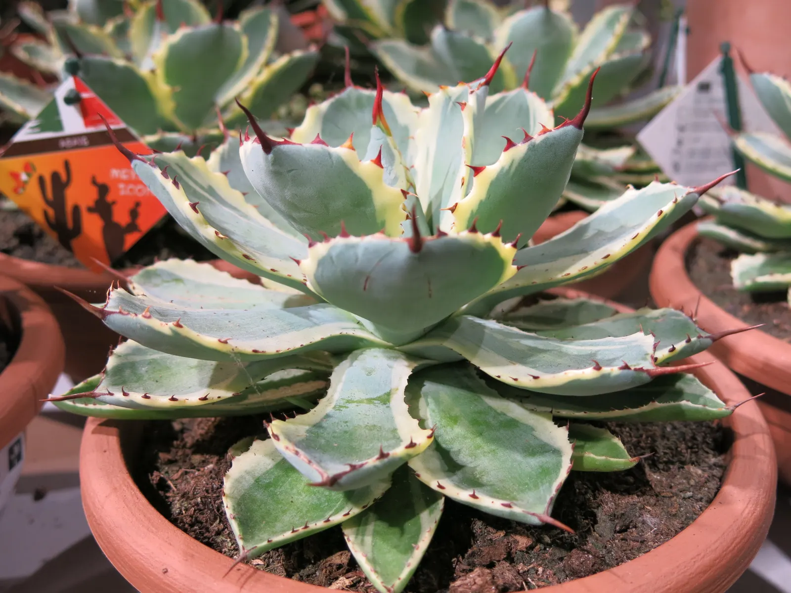 Century Plant, Maguey (Agave Americana) — The spectacular flower stalk soars quickly, often reaching heights of up to 15-30 feet