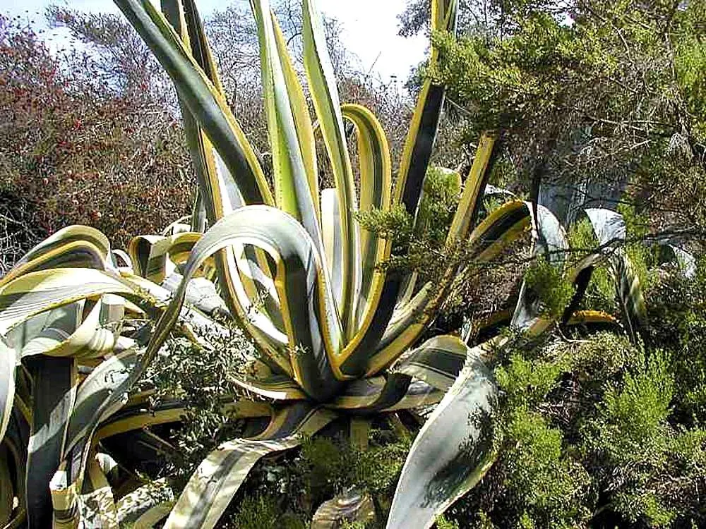 Century Plant, Maguey (Agave Americana) — Perfect for xeriscaping, it thrives in well-draining soil and full sun, requiring minimal water, image 25