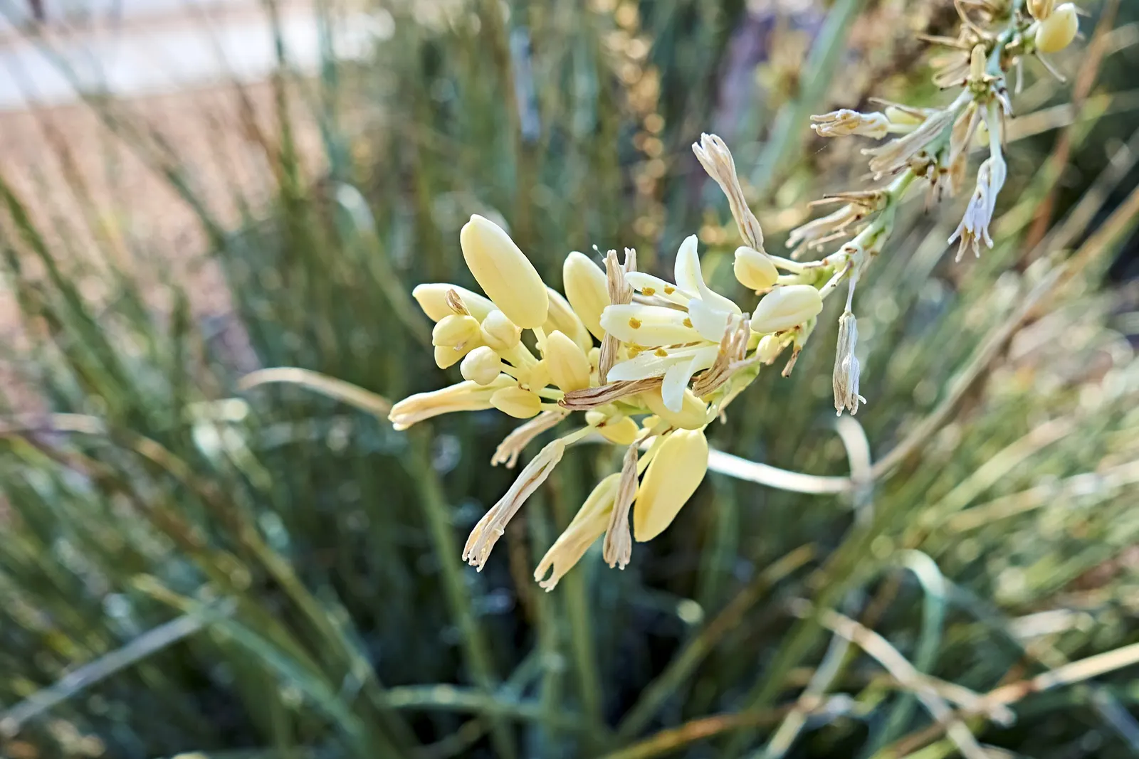 Century Plant, Maguey (Agave Americana) — Perfect for xeriscaping, it thrives in well-draining soil and full sun, requiring minimal water, image 46