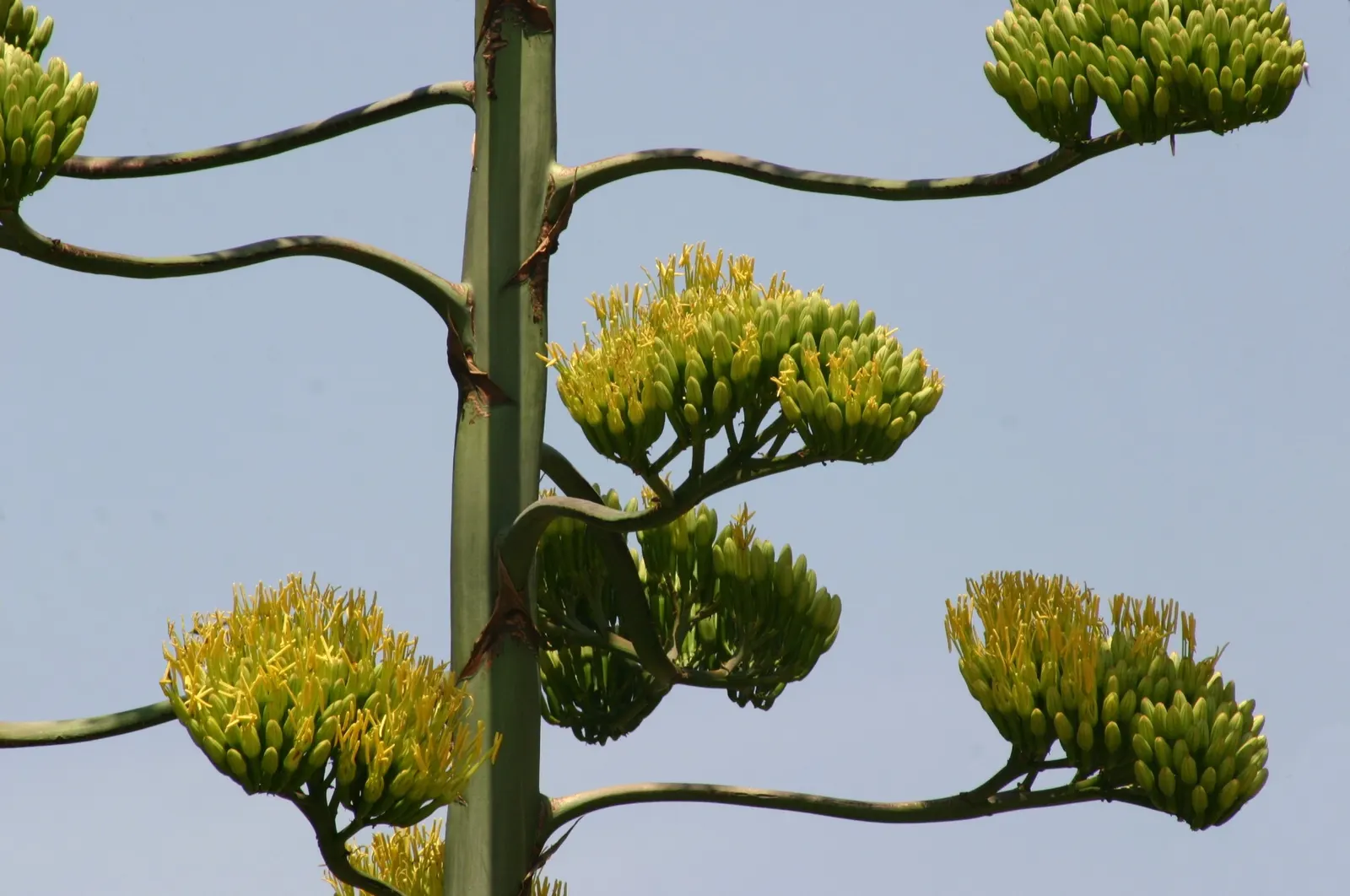 Century Plant, Maguey (Agave Americana) — striking rosette of fleshy spiny-edged leaves; being mindful of pedestrian traffic due to its sharp leaf, image 135