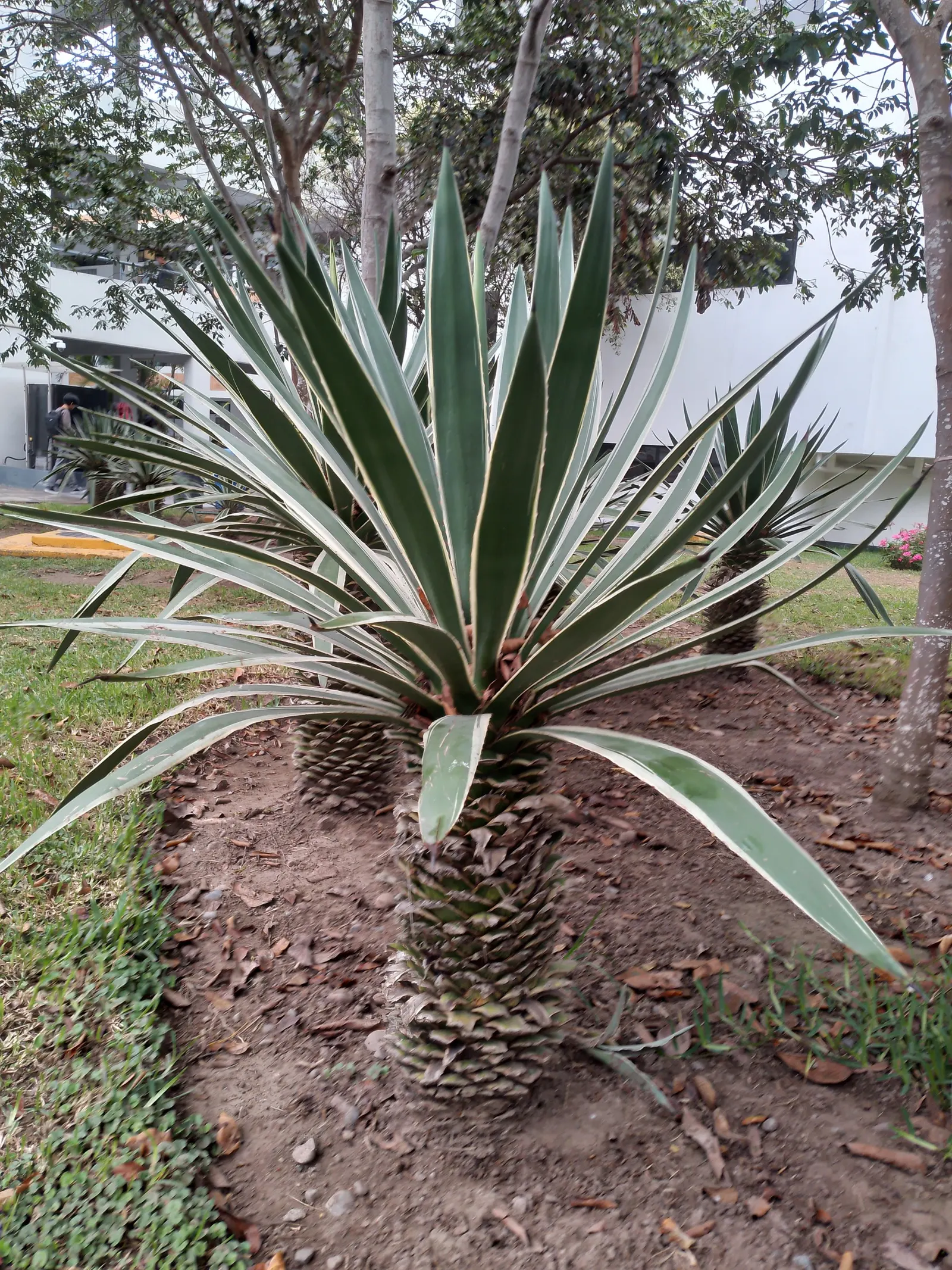 Century Plant, Maguey (Agave Americana) — ensuring progeny to continue its legacy in the garden; the spectacular flower stalk soars quickly, often, image 98