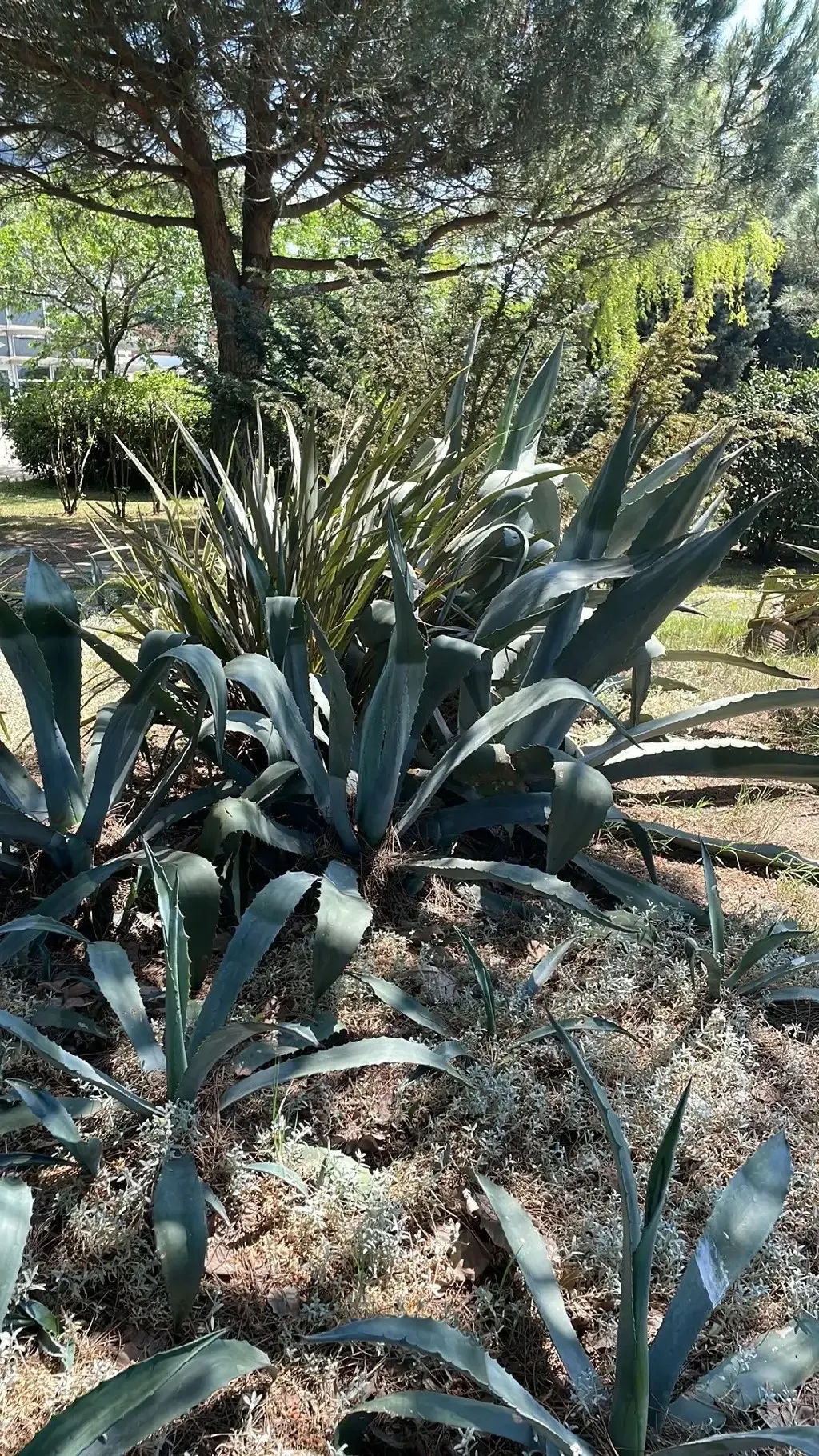 Century Plant, Maguey (Agave Americana) — It thrives in full sun and requires well-draining soil to prevent root rot; the spectacular flower stalk, image 101