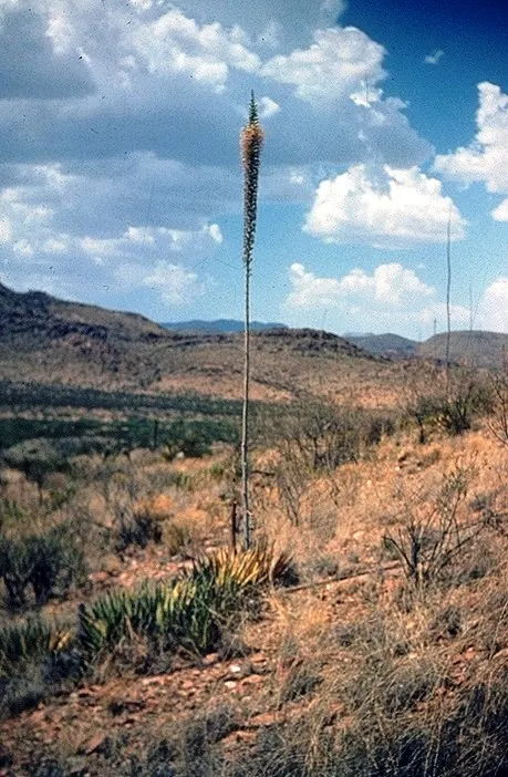 Century Plant, Maguey (Agave Americana) — Contrary to its name, it flowers once in its lifetime, typically between 10 and 30 years; perfect for, image 52