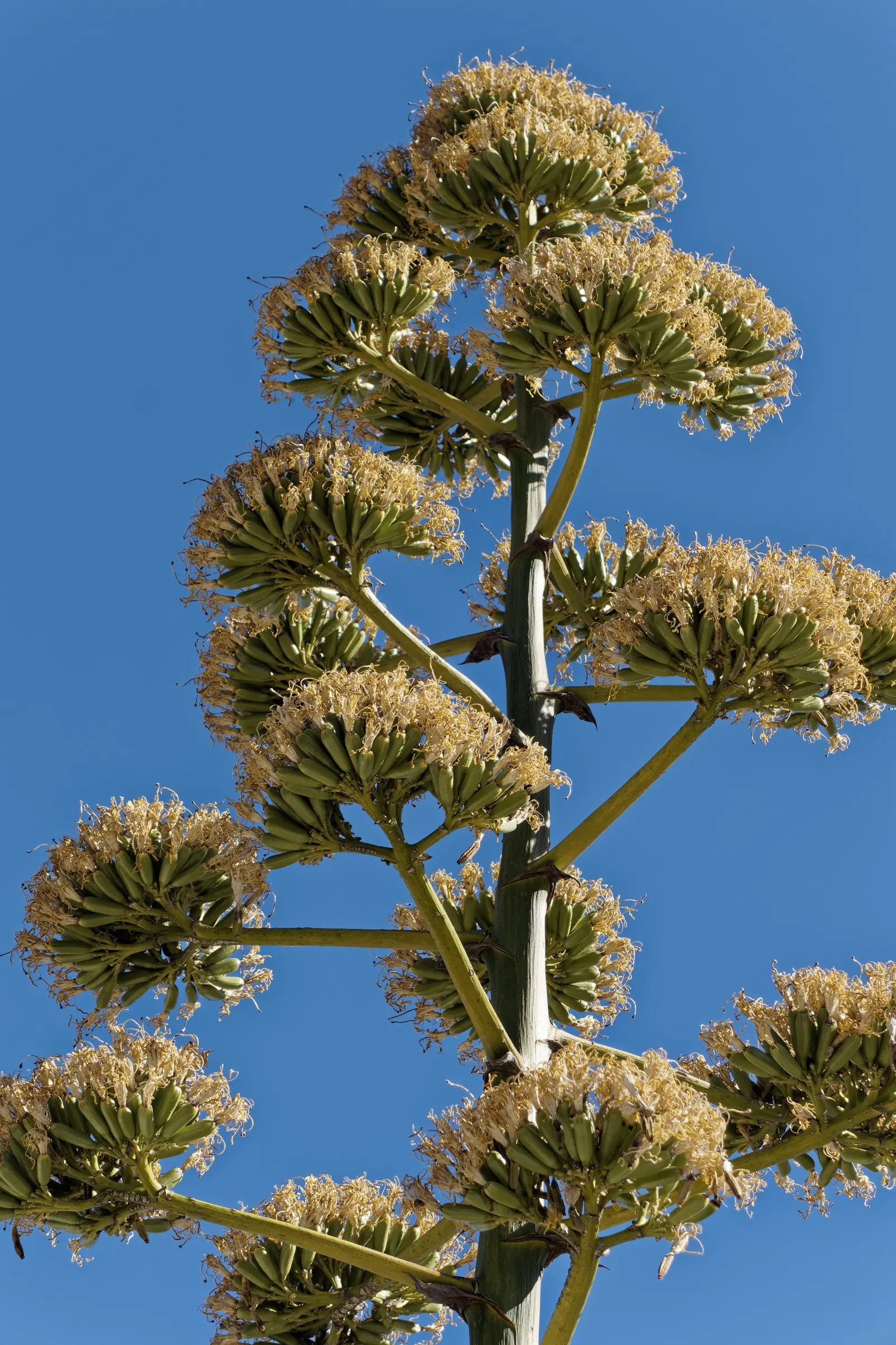 Century Plant, Maguey (Agave Americana) — Spacing is crucial due to size and sharp spines; the spectacular flower stalk soars quickly, often reaching heights