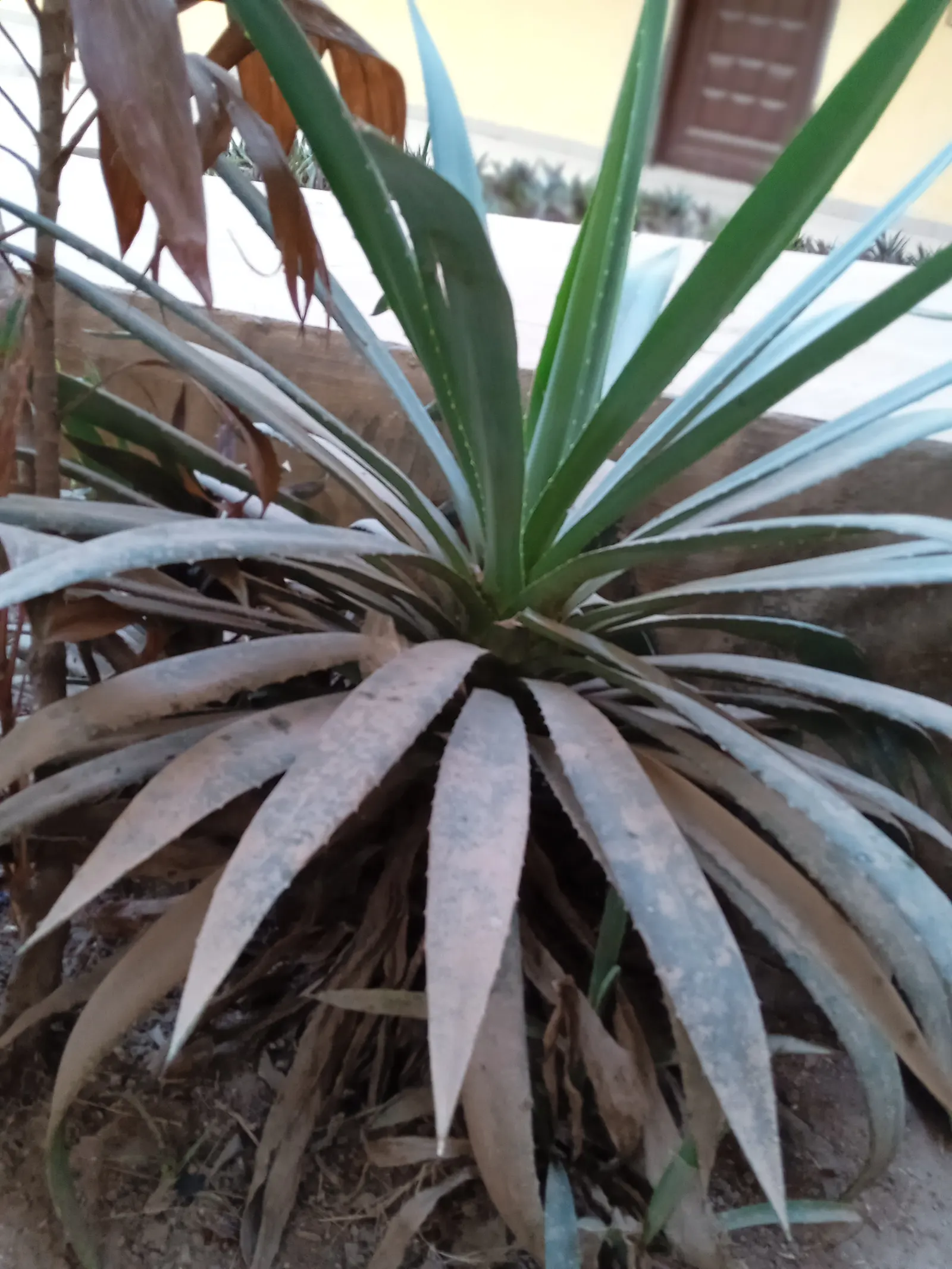 Century Plant, Maguey (Agave Americana) — The spectacular flower stalk soars quickly, often reaching heights of up to 15-30 feet, image 137