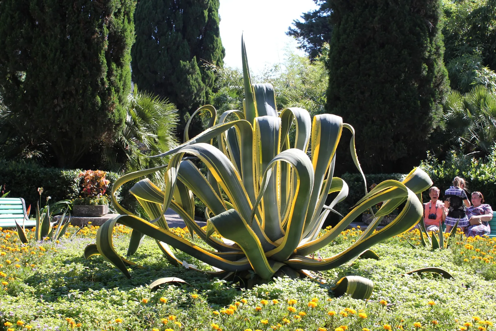 Century Plant, Maguey (Agave Americana) — yellow flowers in the garden; perfect for xeriscaping, it thrives in well-draining soil and full sun, image 82