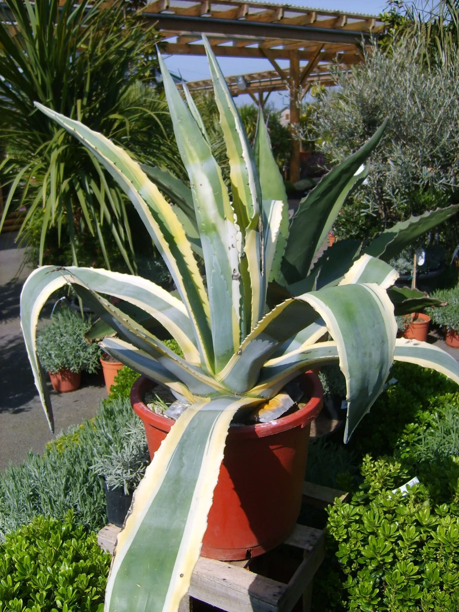 Century Plant, Maguey (Agave Americana) — succulent for full; being mindful of pedestrian traffic due to its sharp leaf tips, image 105