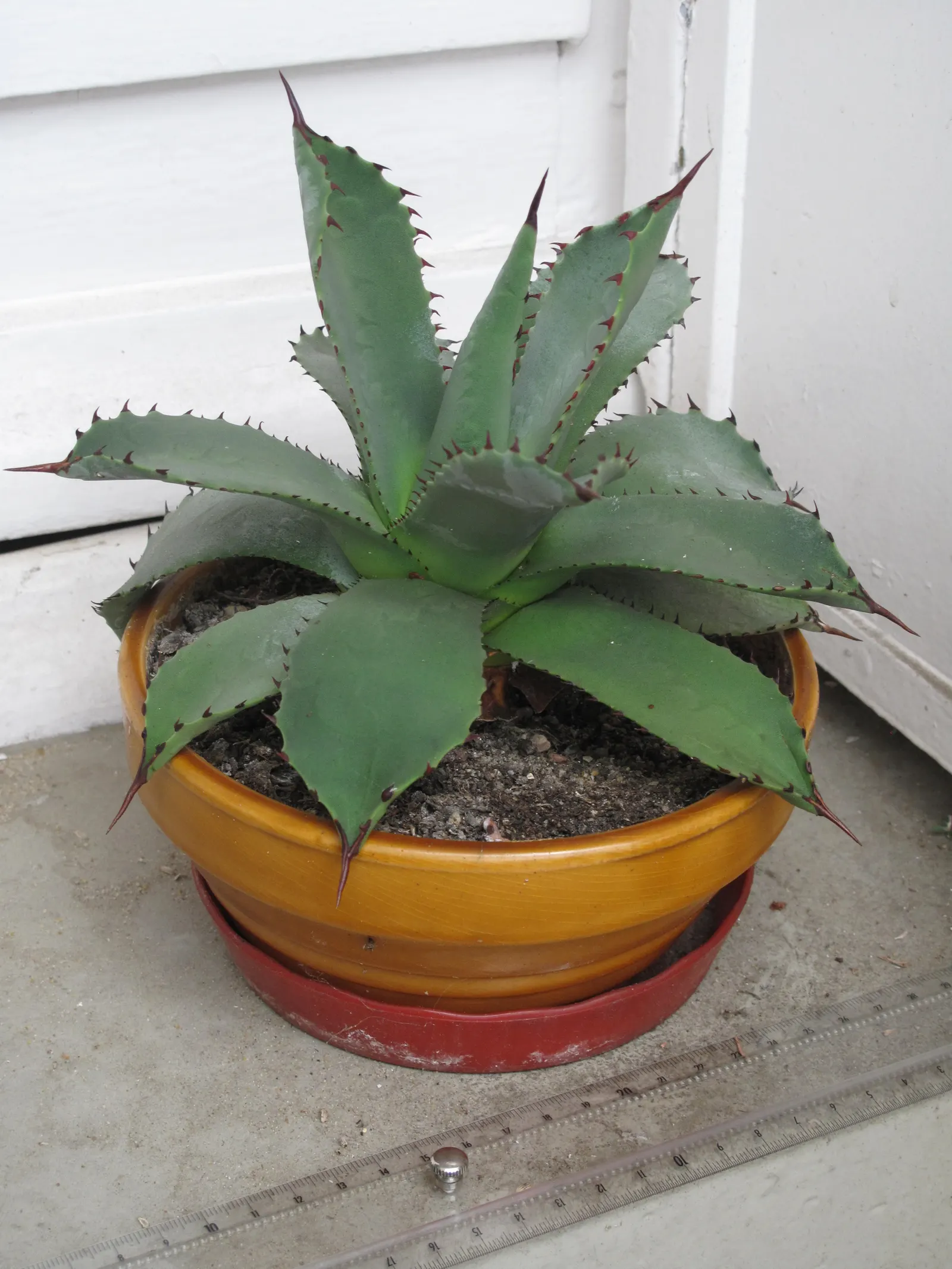 Century Plant, Maguey (Agave Americana) — commonly known as the Century Plant or Maguey; being mindful of pedestrian traffic due to its sharp leaf, image 132