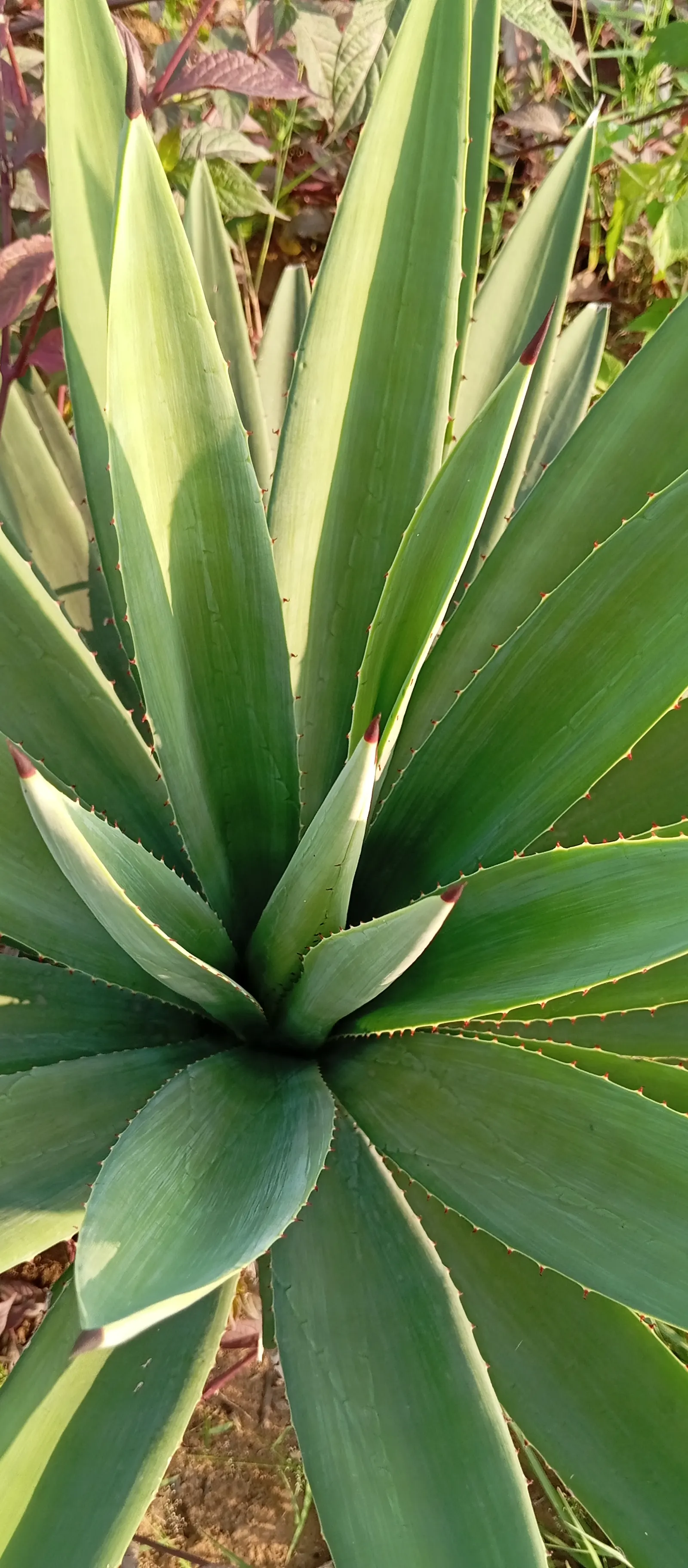 Century Plant, Maguey (Agave Americana) — commonly known as Century Plant or Maguey; perfect for xeriscaping, it thrives in well-draining soil and, image 127