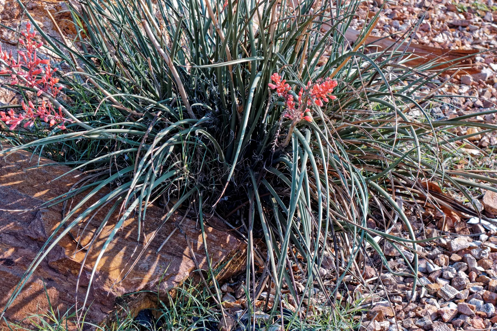Century Plant, Maguey (Agave Americana) — Perfect for xeriscaping, it thrives in well-draining soil and full sun, requiring minimal water, image 109