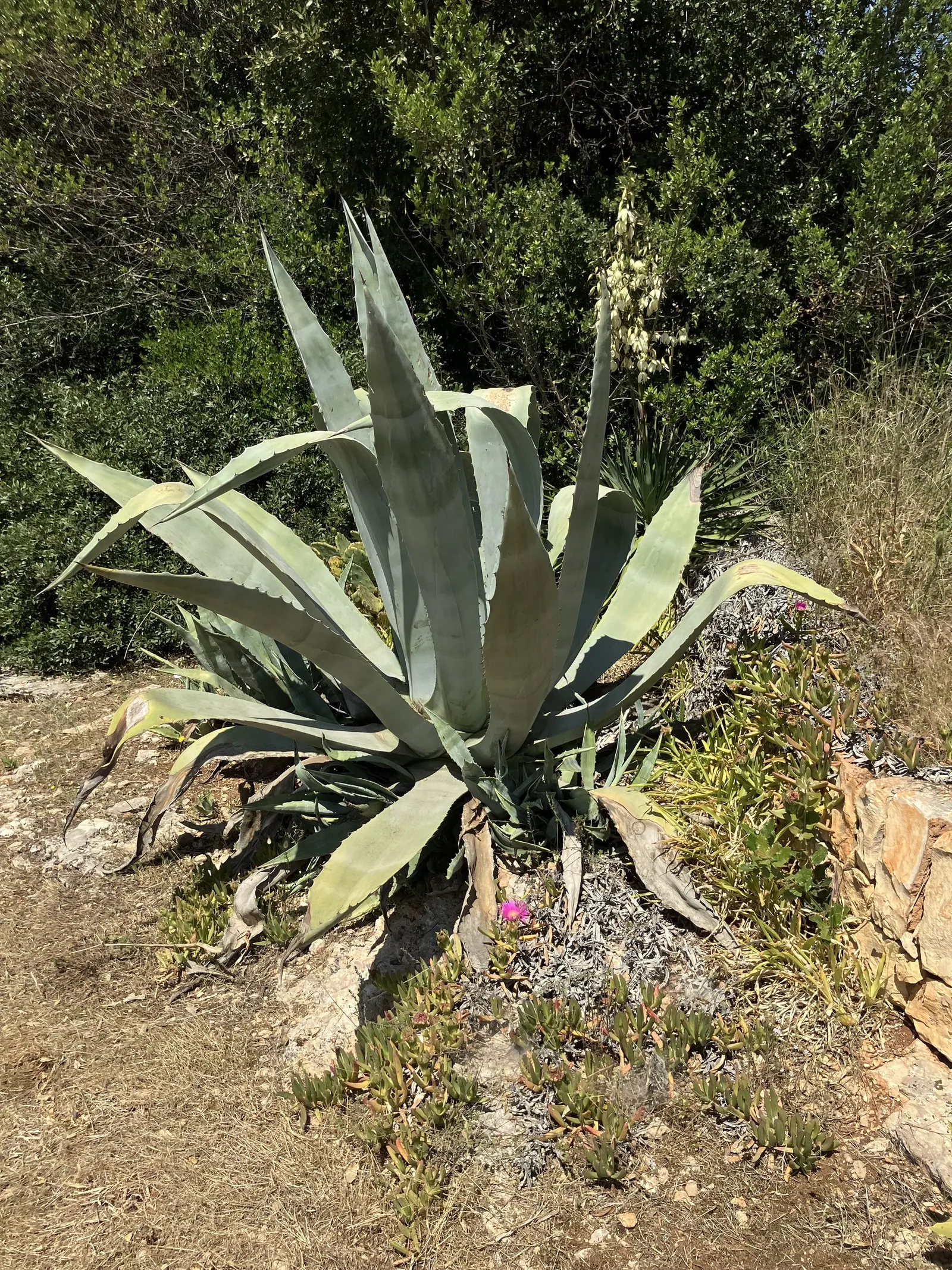 Century Plant, Maguey (Agave Americana) — yellow flowers in the garden