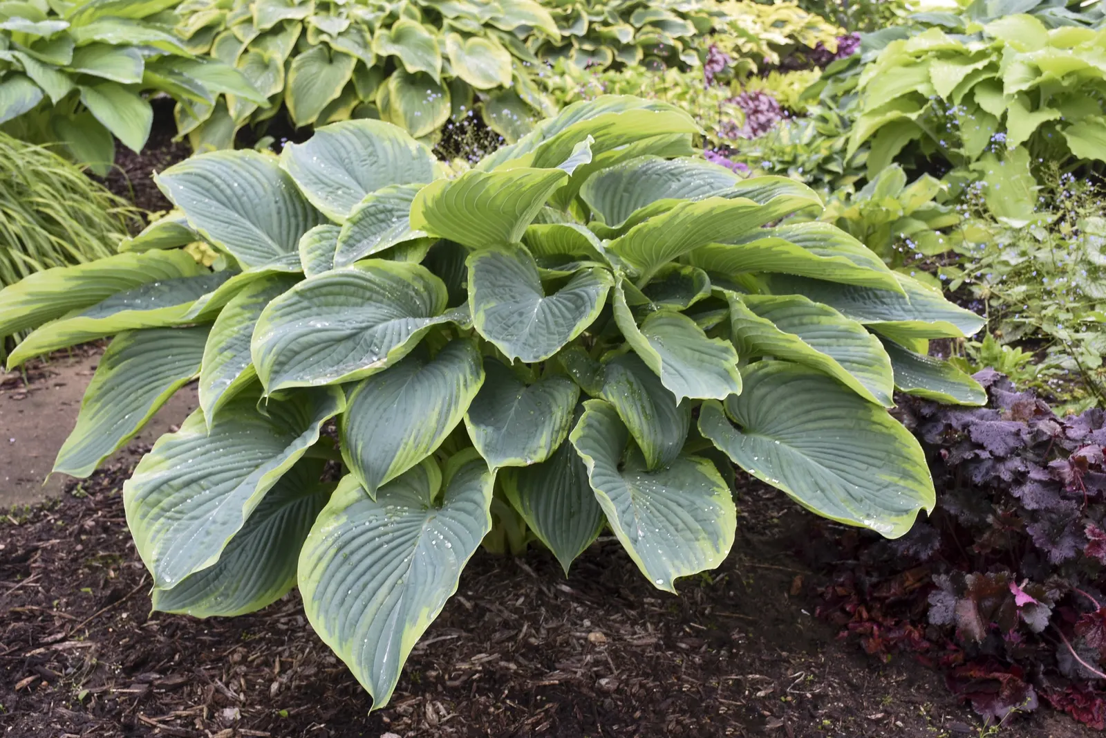 Giant 'Wu-La-La' Hosta (Hosta hybrid) — It matures to 36-48 inches tall and 60-72 inches wide, becoming a bold focal point over several seasons