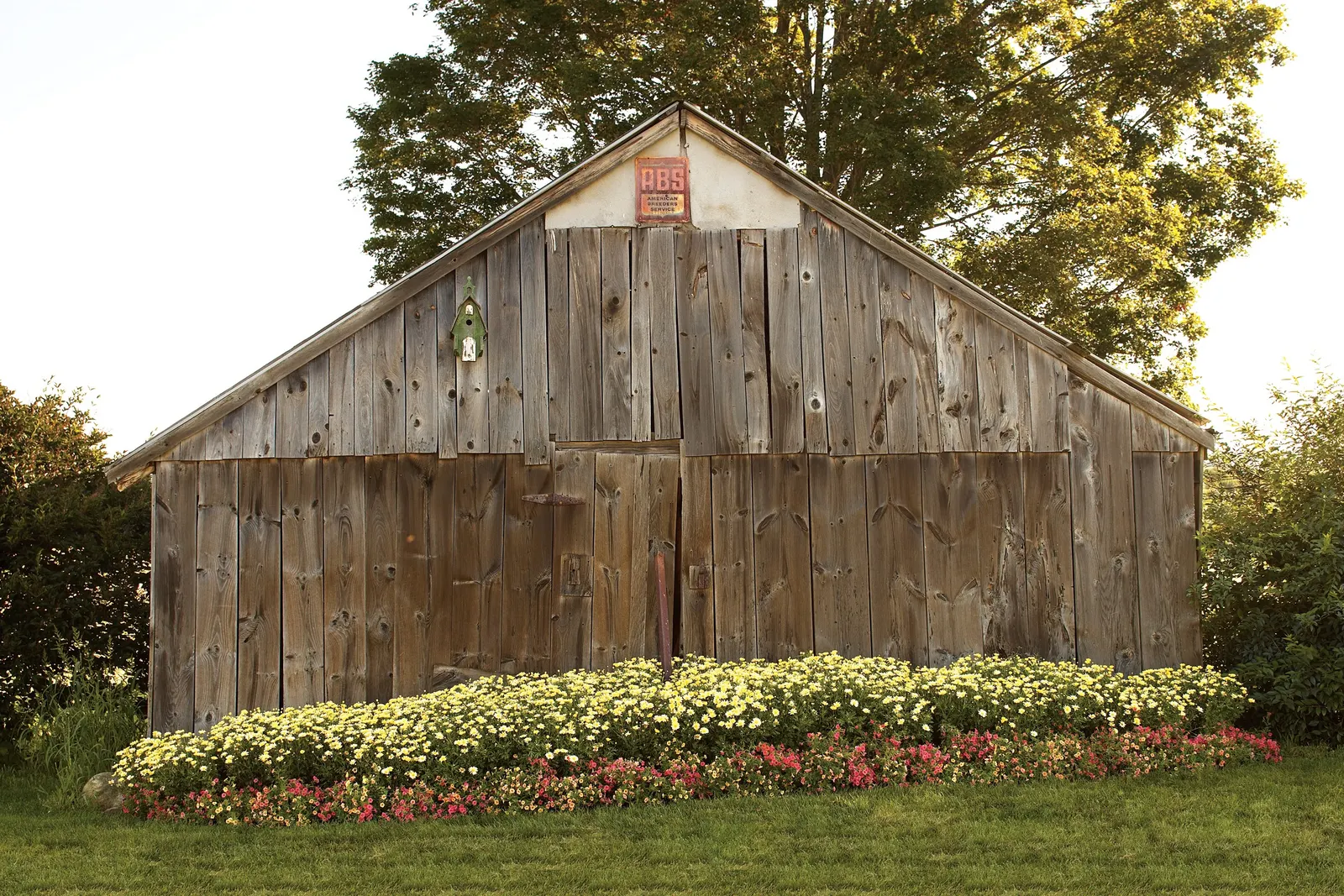 Cherry Red II Calibrachoa — is a mounding trailing annual with vivid cherry-red