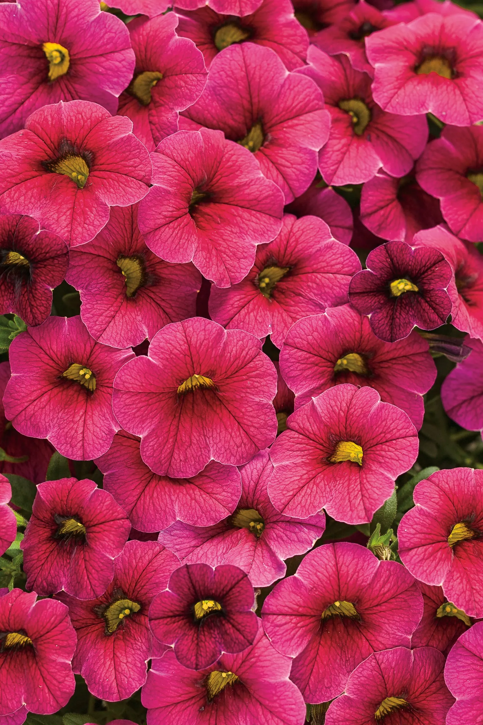 Cherry Red II Calibrachoa — petunia-like blooms and fresh green foliage that attracts hummingbirds