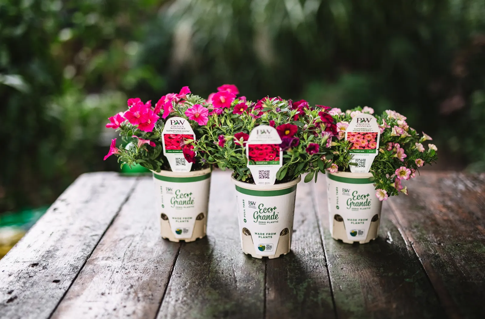 Honeyberry™ Calibrachoa — it brings a delicate yet vivid two-toned effect to summer compositions