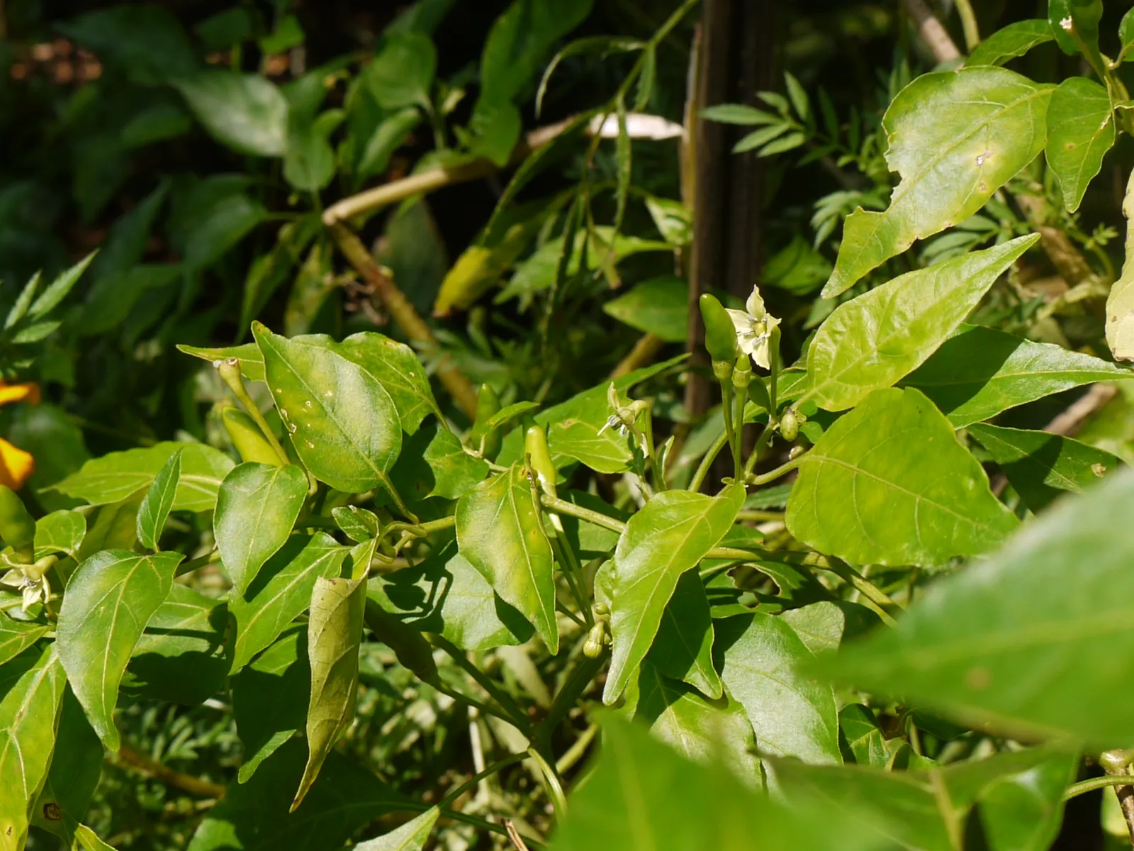 Hot Peppers (Capsicum Frutescens) — Preferring full sun, it thrives in well-drained soils, reaching up to 3 feet in height and 2 feet in spread; it features