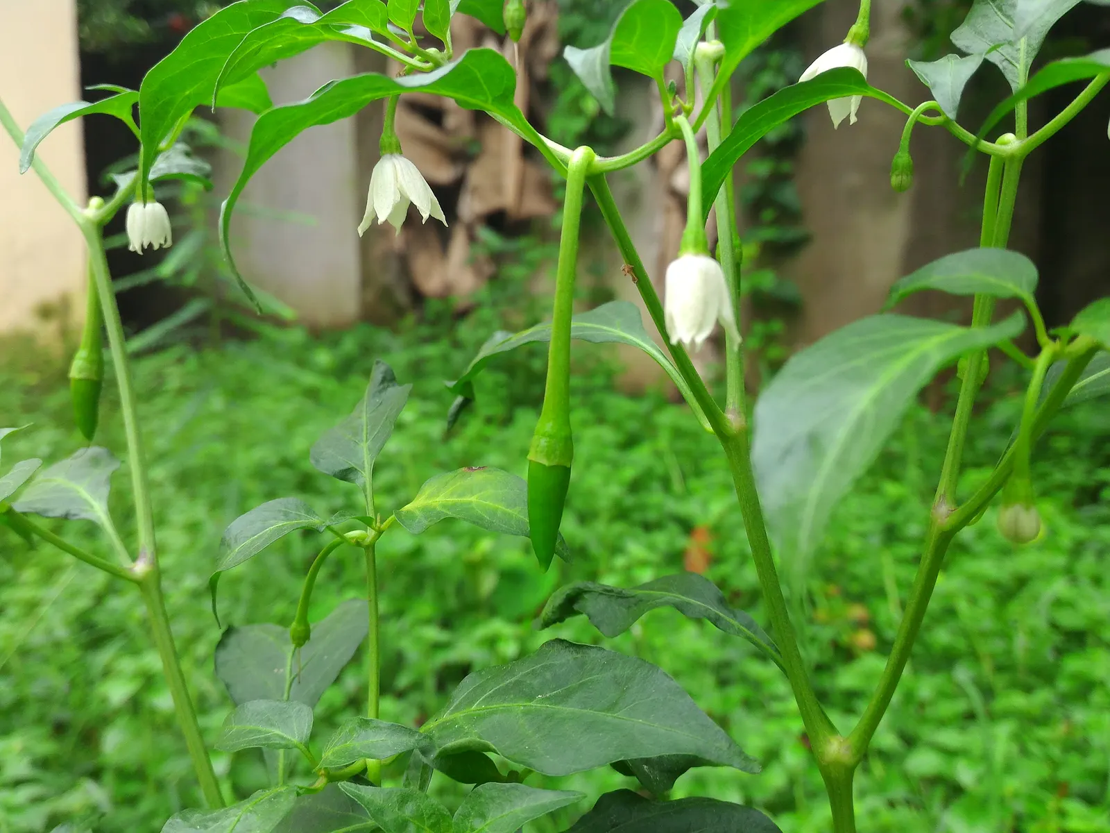 Hot Peppers (Capsicum Frutescens) — They thrive in full sunlight