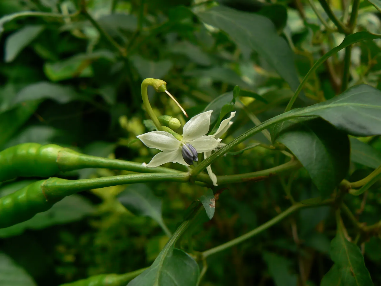 Hot Peppers (Capsicum Frutescens) — requiring regular watering to maintain a slightly moist soil condition