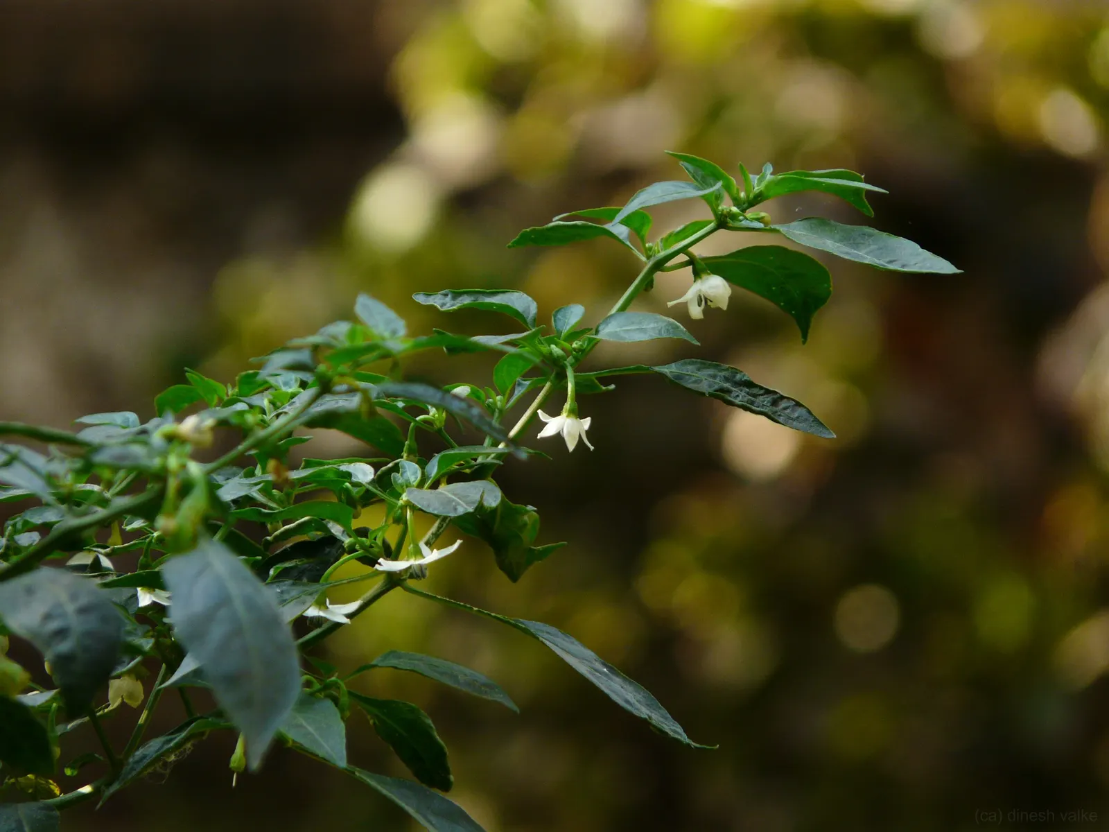 Hot Peppers (Capsicum Frutescens) — Hot Peppers demand consistent moisture