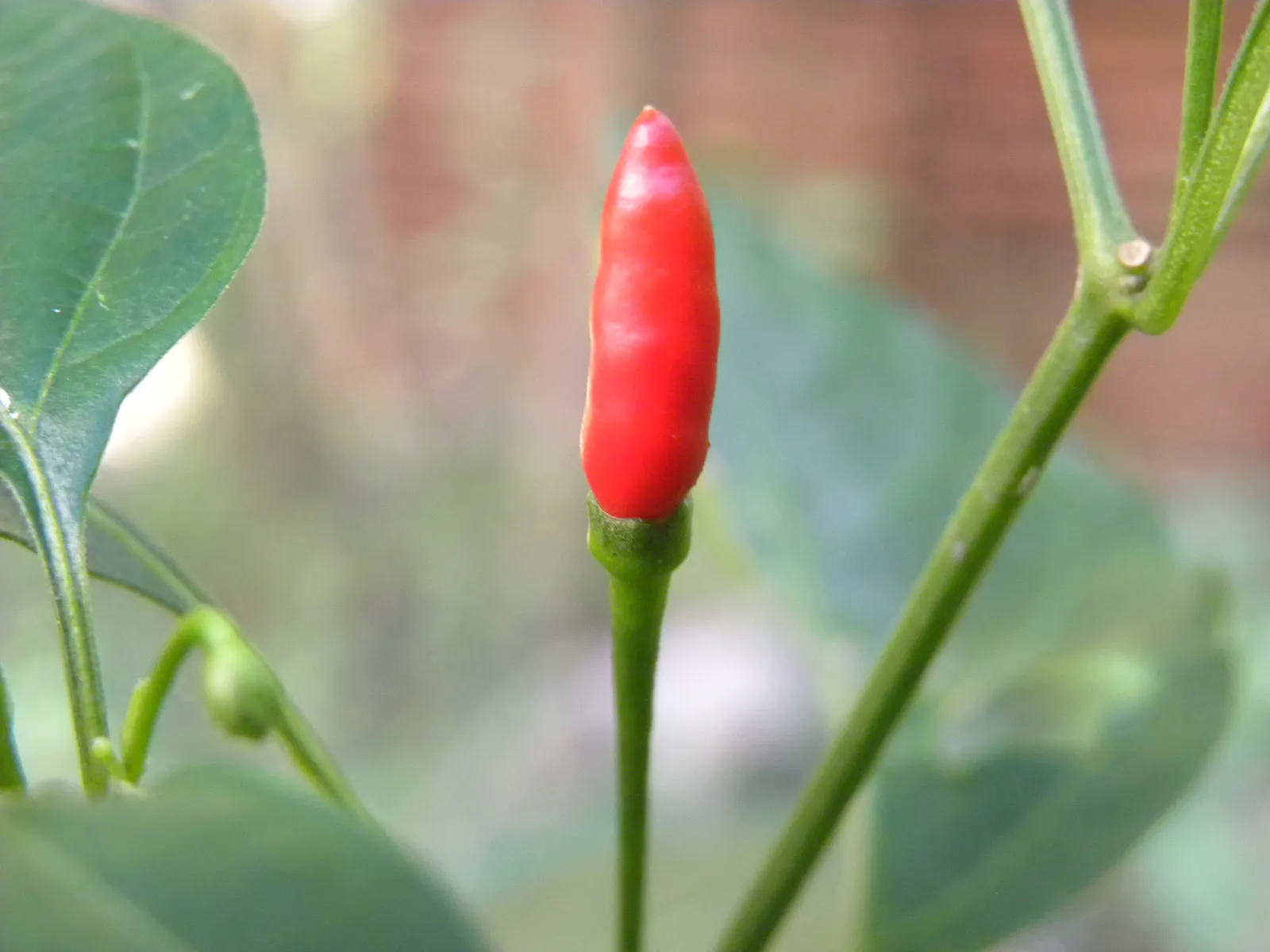 Hot Peppers (Capsicum Frutescens) — Incorporate into edible gardens for aesthetic diversity and harvest