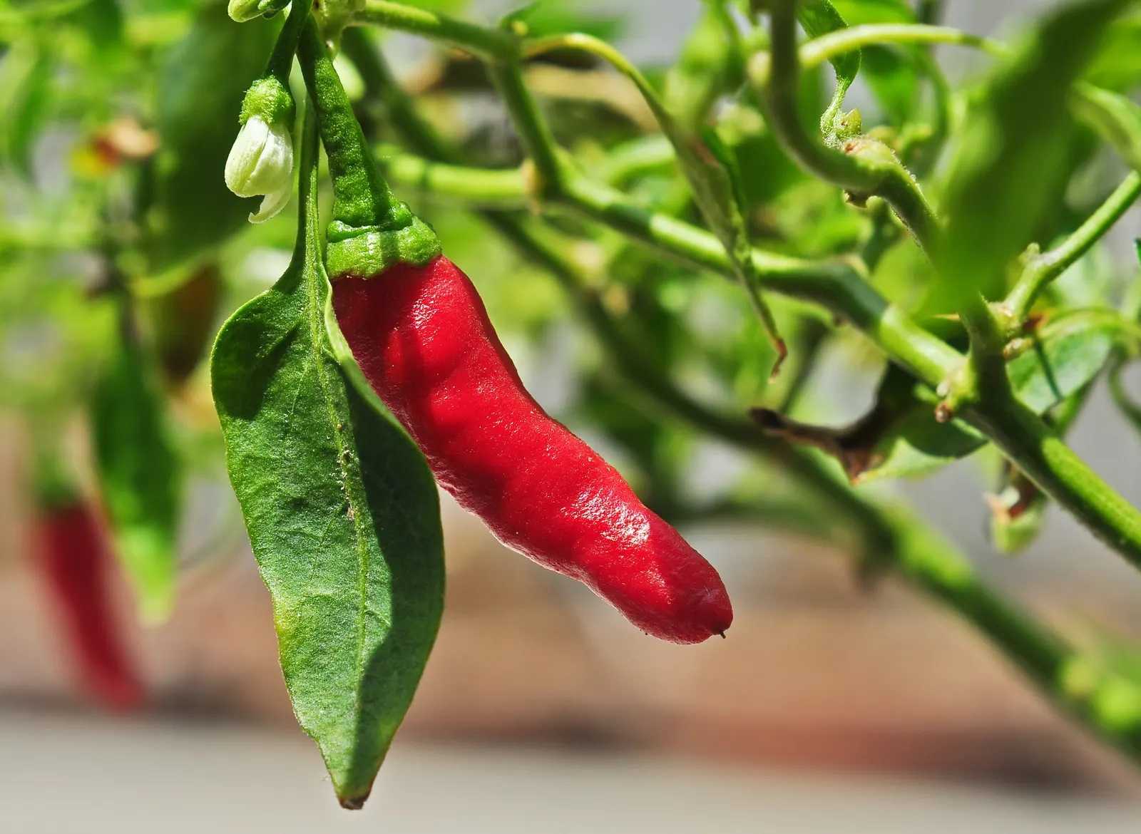 Hot Peppers (Capsicum Frutescens) — requiring regular watering to maintain a slightly moist soil condition; delivering both visual appeal and, image 60