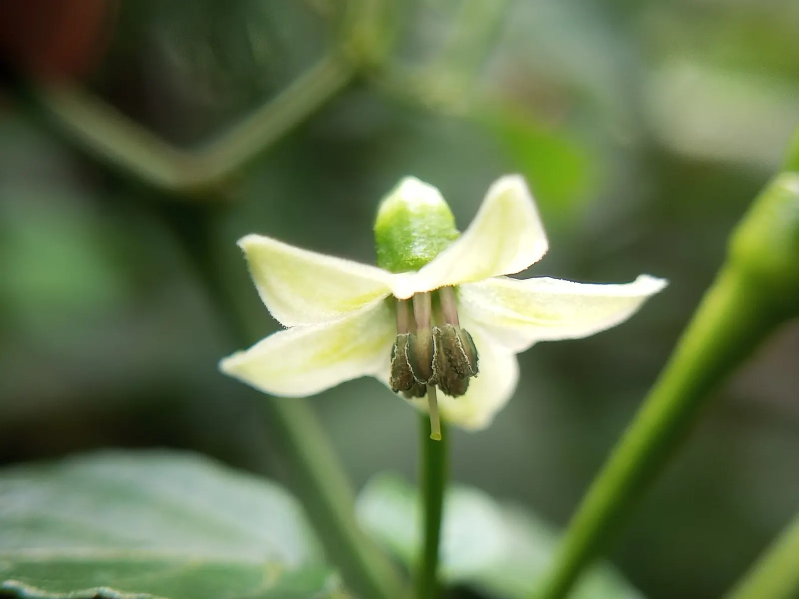 Hot Peppers (Capsicum Frutescens) — They thrive in full sunlight; incorporate into edible gardens for aesthetic diversity and harvest