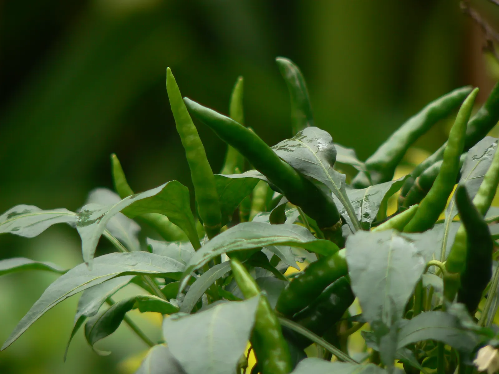 Hot Peppers (Capsicum Frutescens) — are a resilient and vibrant addition to any landscape design